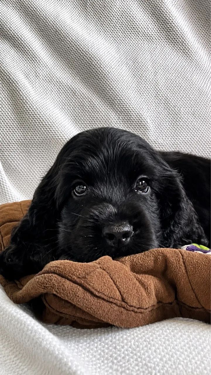 Cocker Spaniel Inglês  - Foto 3