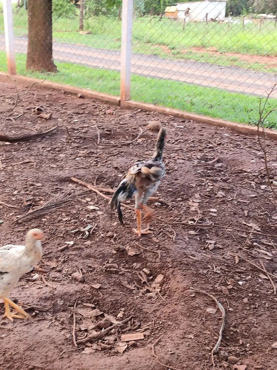Vende-se galinhas, frangos, pintinhos, angolas e patos - Foto 5