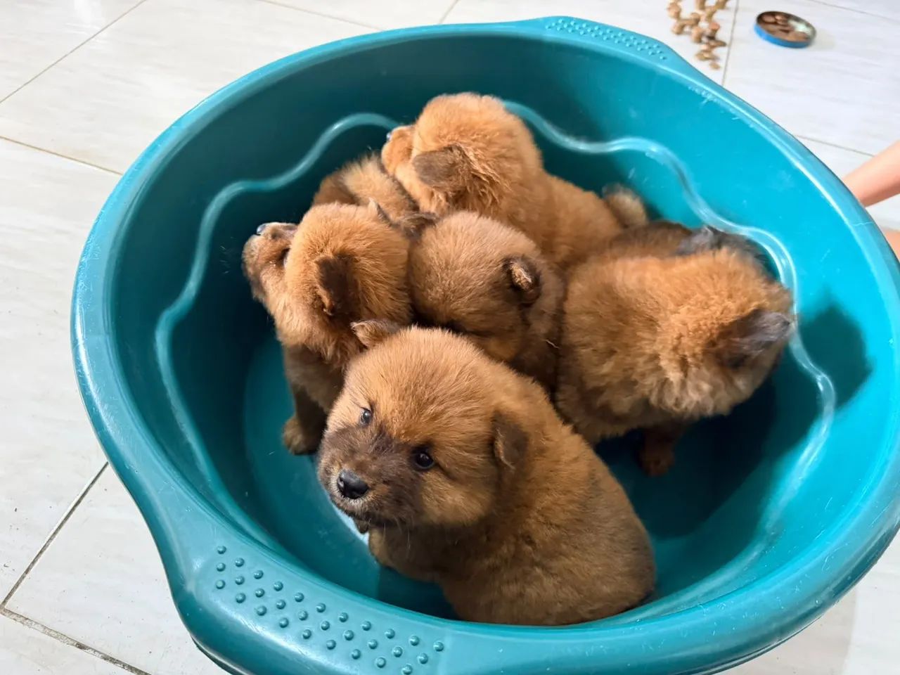Filhotes de chow chow - Foto 2