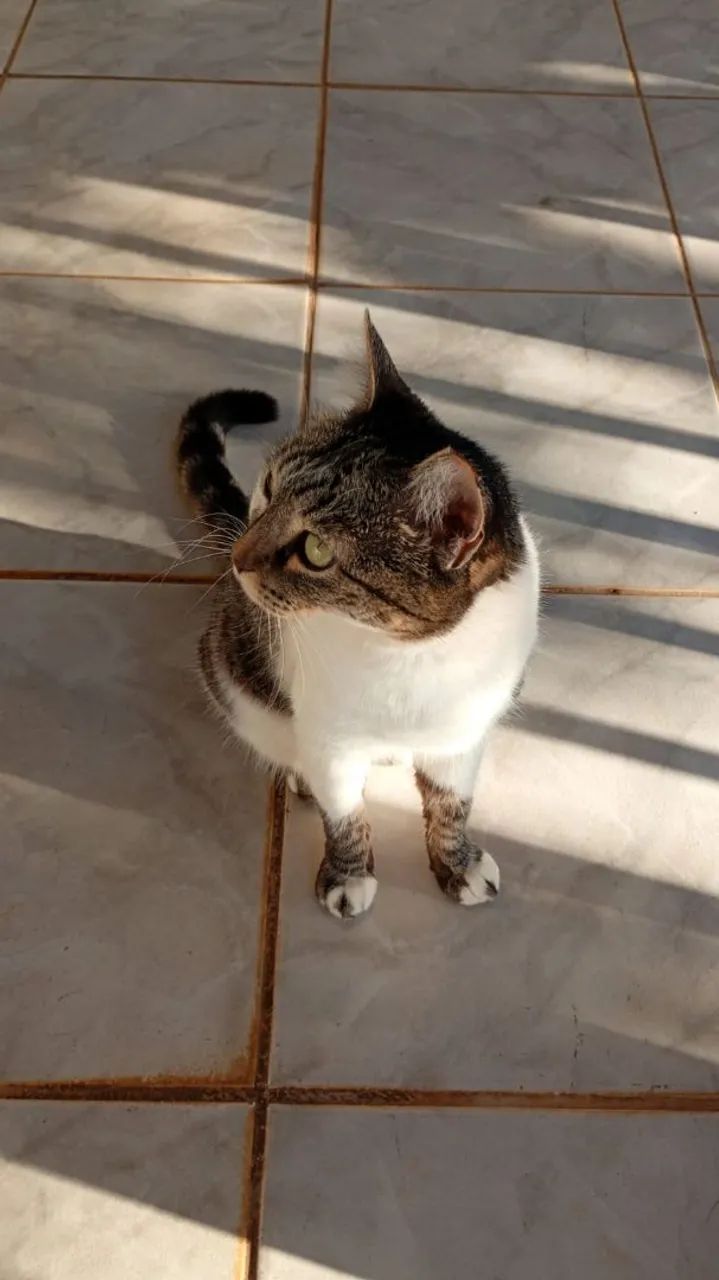 Gata fêmea castrada  - Foto 3