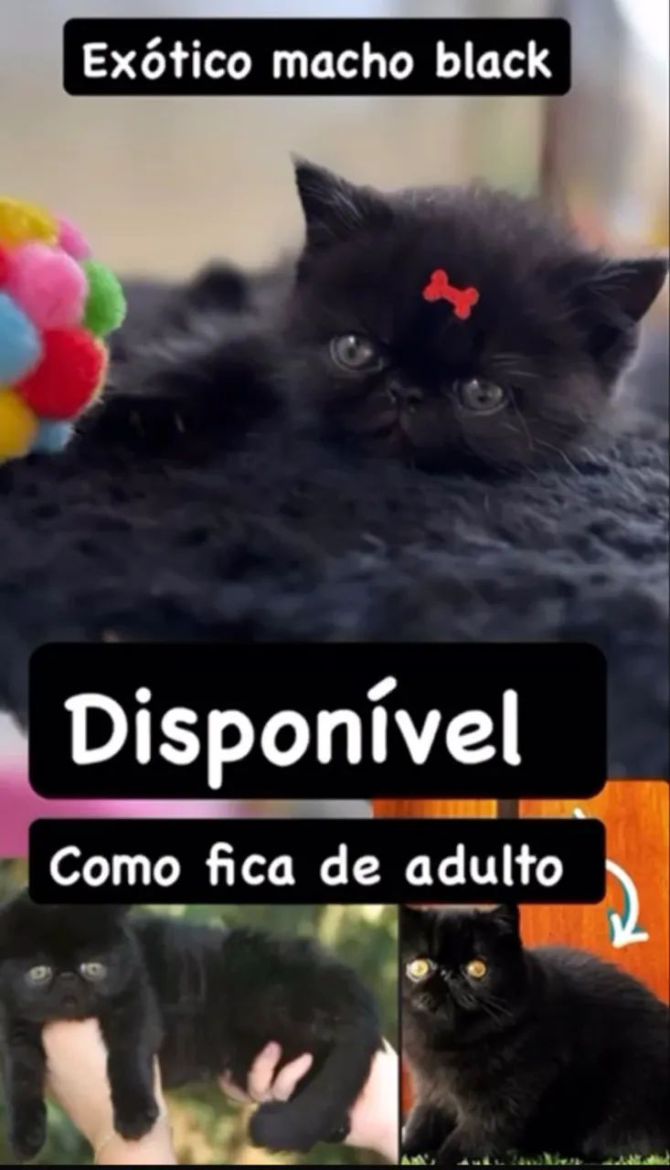 Filhotes gatos exóticos - persa pelo curto - Foto 5