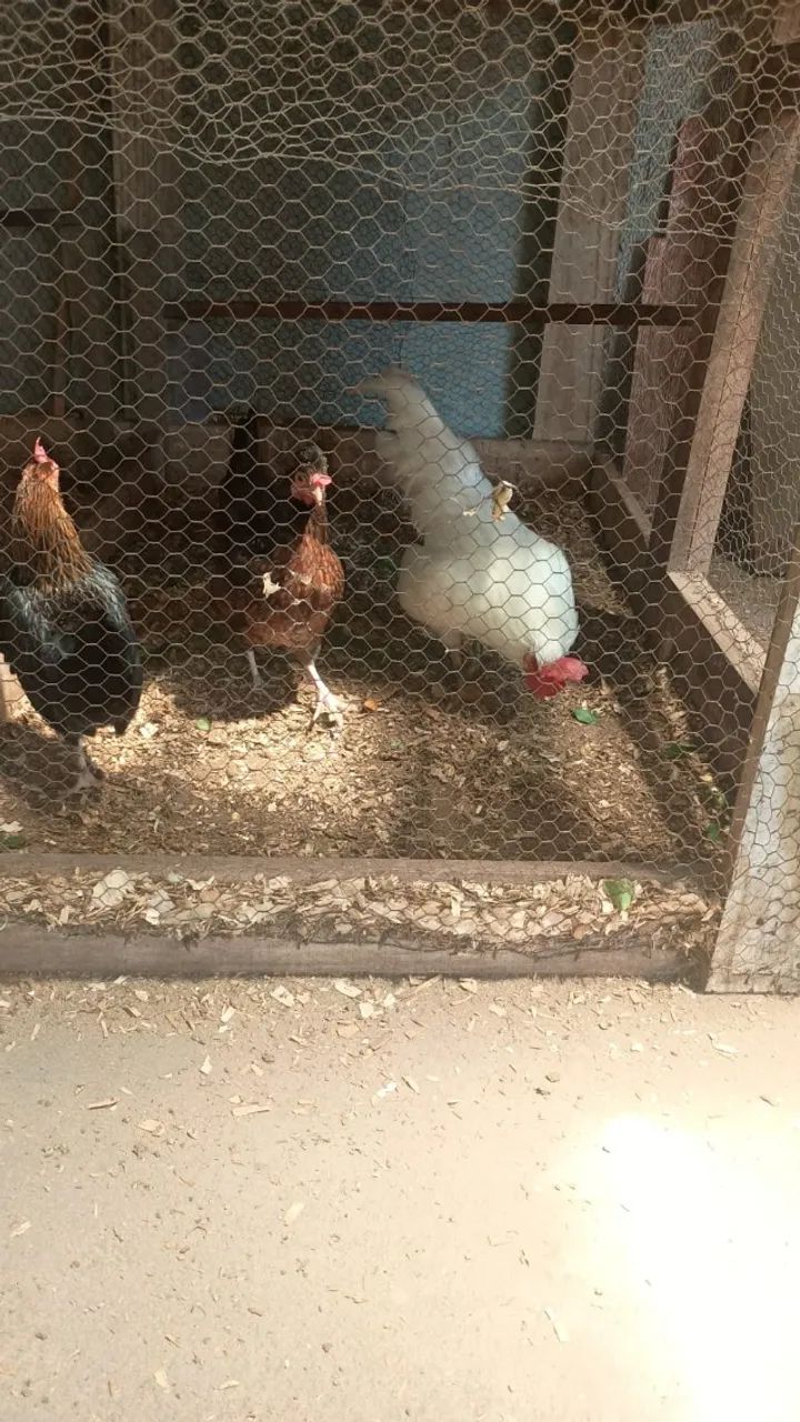 Trio de galinha garnize - Foto 4