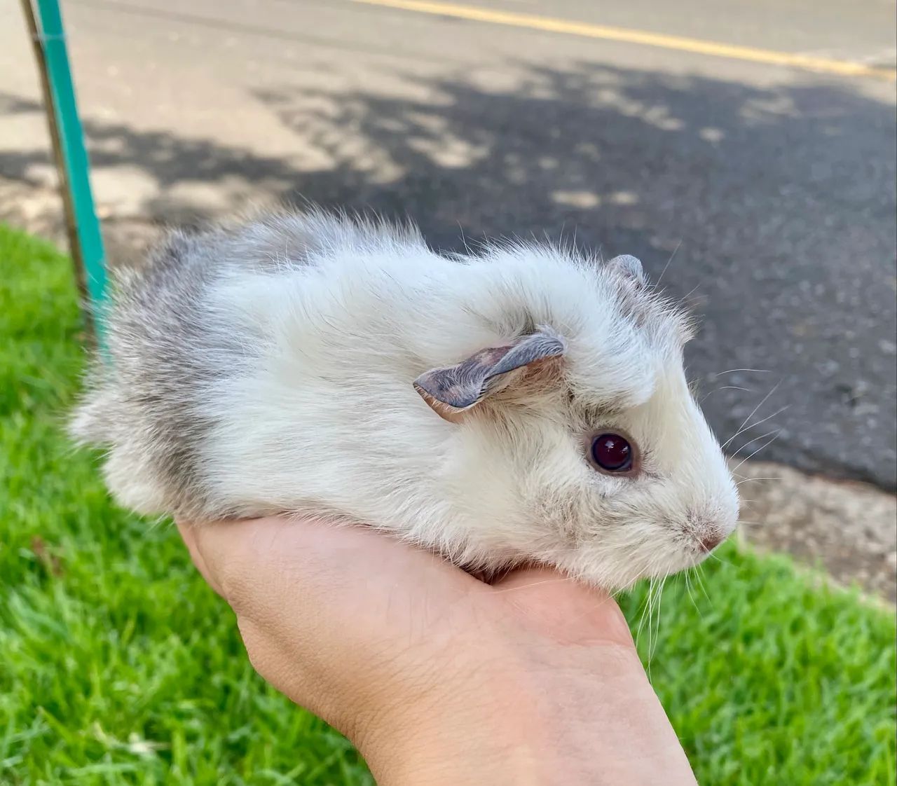 Porquinho da Índia  - Foto 3