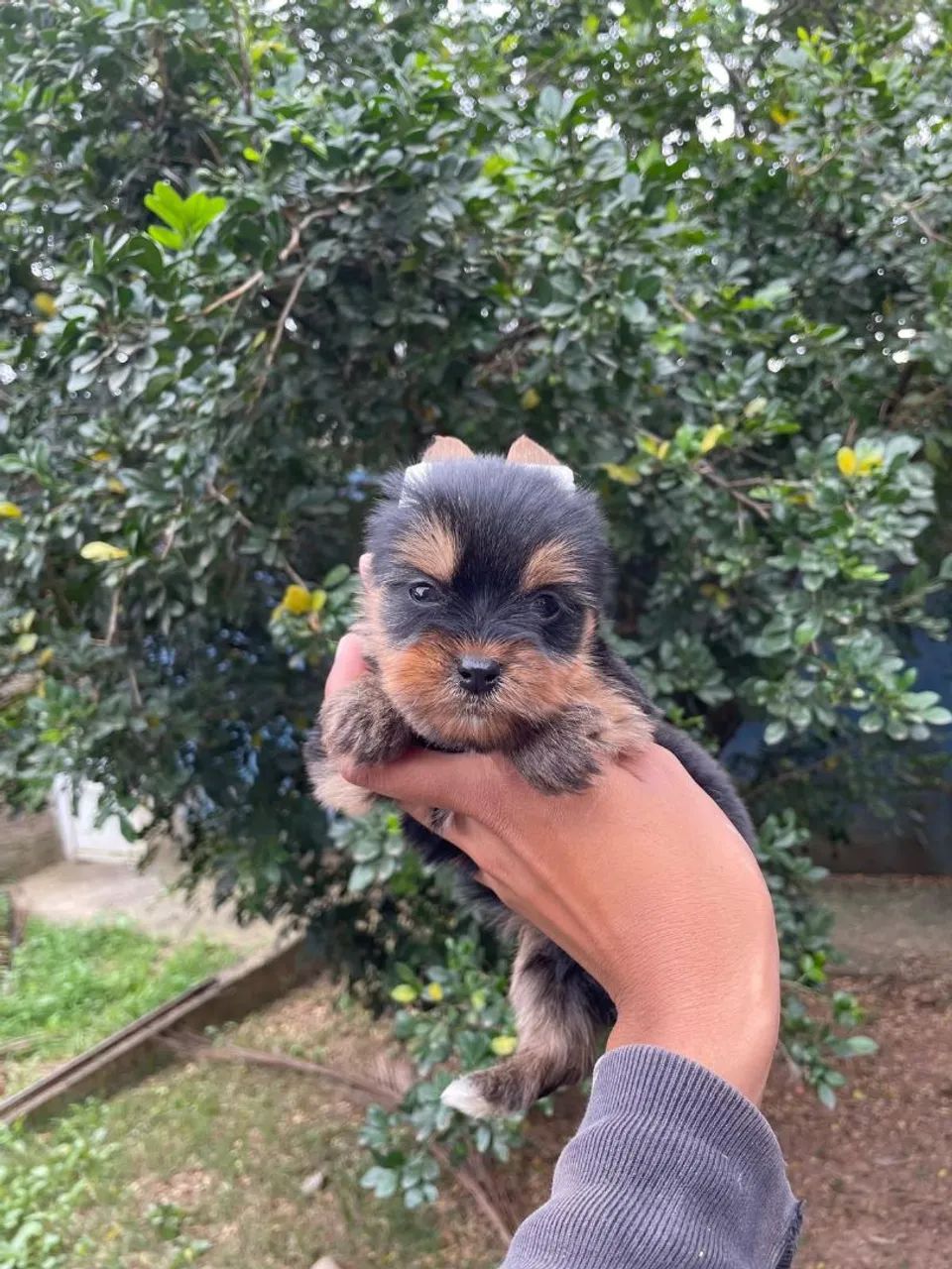 Macho de Yorkshire terrier micro  - Foto 2