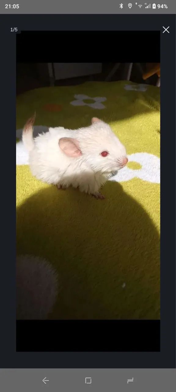 Vendo lindo Chinchila Carinhoso 