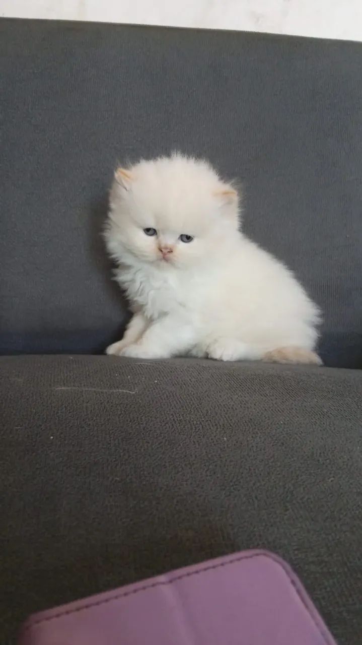 Gato persa  - Foto 2