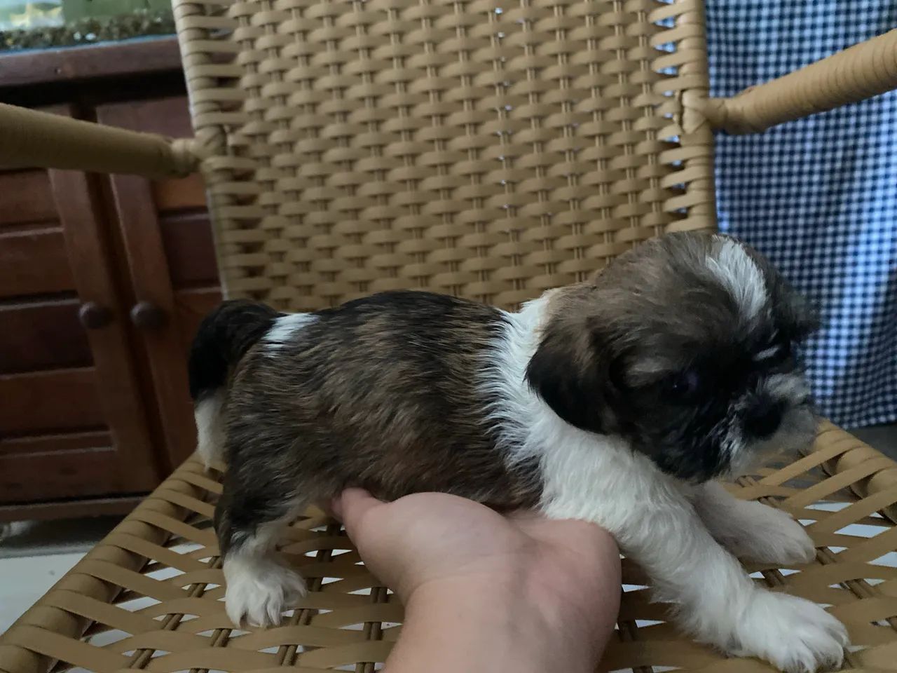 Filhote de Shihtzu  - Foto 4