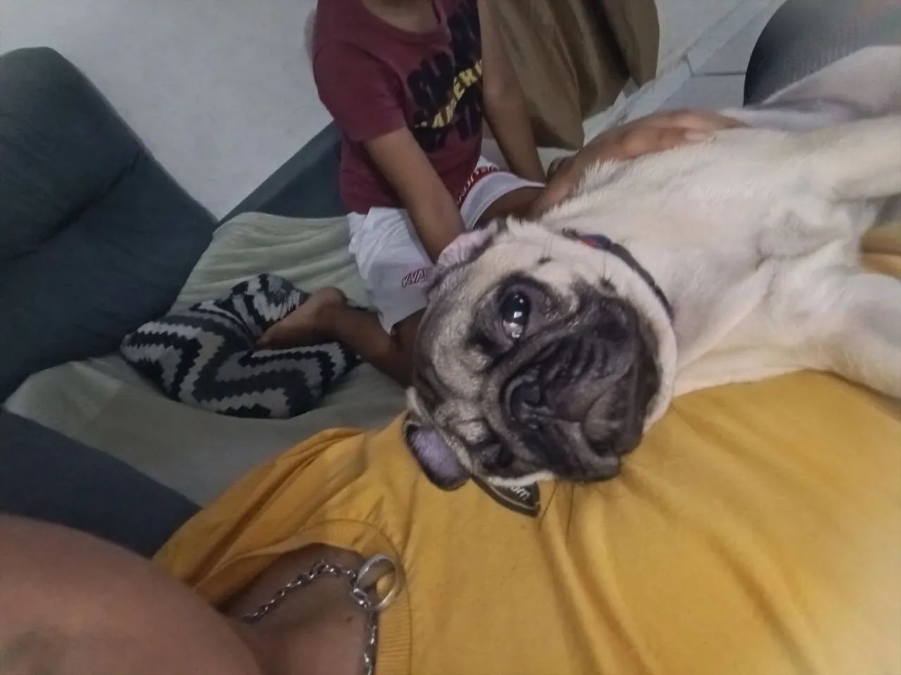 Pug muito calmo e companheiro  - Foto 2