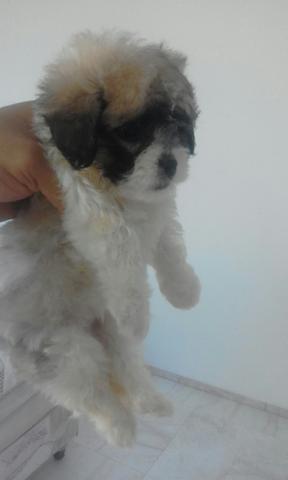 Mini shitzu micro raça pura incrivel tamanho minimo