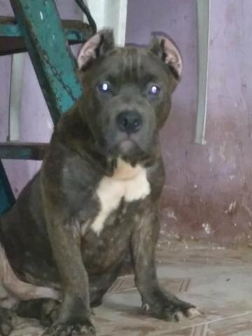 American Bully cruzar
