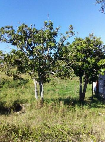Jô - Lote no Bairro Monte Alegre - Foto 3