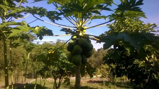 Vendo lindo sitio em engenheiro pedreira com 2700m2 - Foto 14
