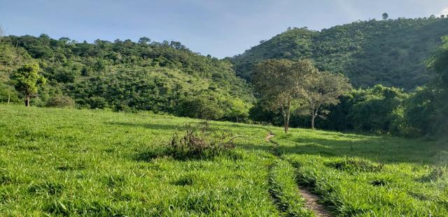 Fazenda 96,8 hectares - São Jose Safira, região de Governador Valadares/MG - Foto 17