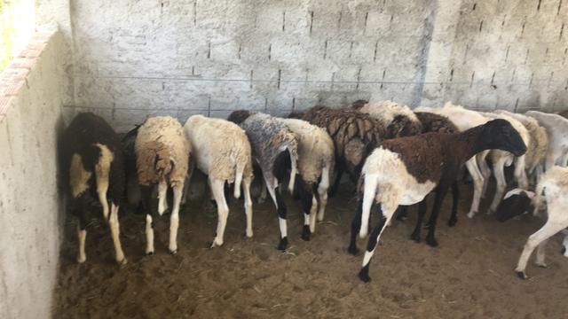 Cordeiros a venda - Foto 3