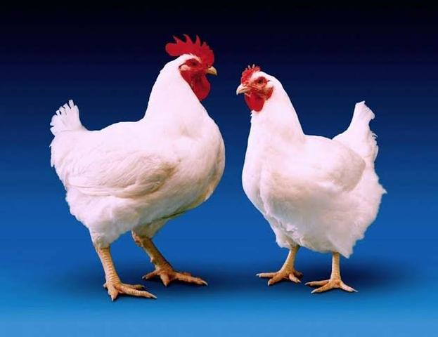 Ração frango crescimento