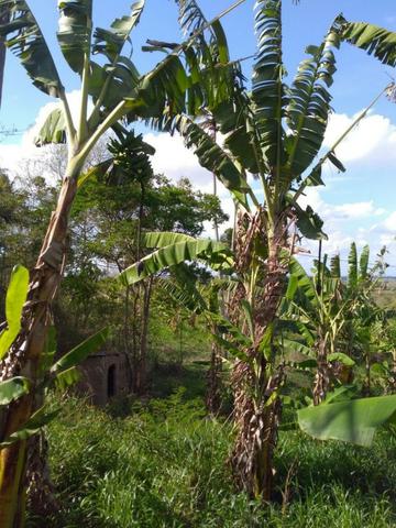Sitio formado com toda infraestrutura, Zona Rural 65km de Recife - Foto 4