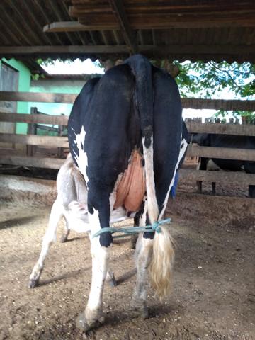 Vende 10 vacas girolanda - Foto 6