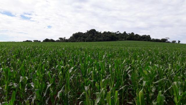 Excelente fazenda de lavoura com 63 alqueires região de Mambore Pr - Foto 7