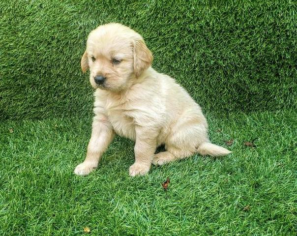 golden Retriever - Foto 3