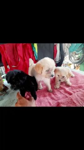 Poodle original - Foto 3