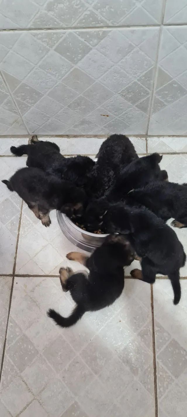 Pastor Alemão Capa Preta - Cachorros e acessórios - Palmeiral, Crato  1253371166