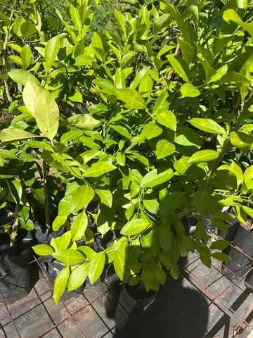 Muda de Limão China