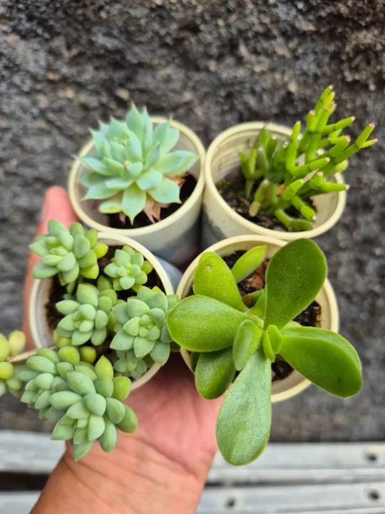 Mudas de suculentas 