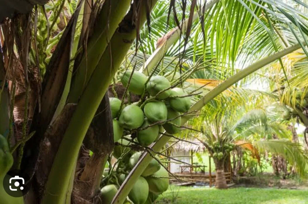 Mudas de Coco Anão Verde
