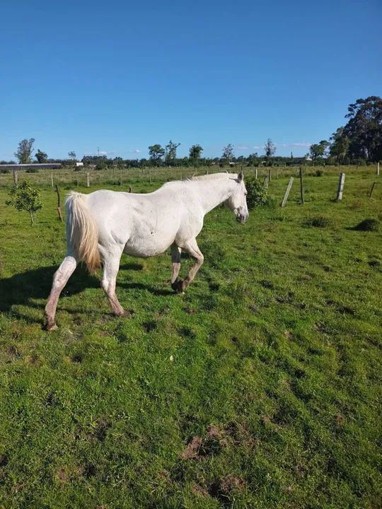 Cavalo tordilho de 13 anos - Foto 2
