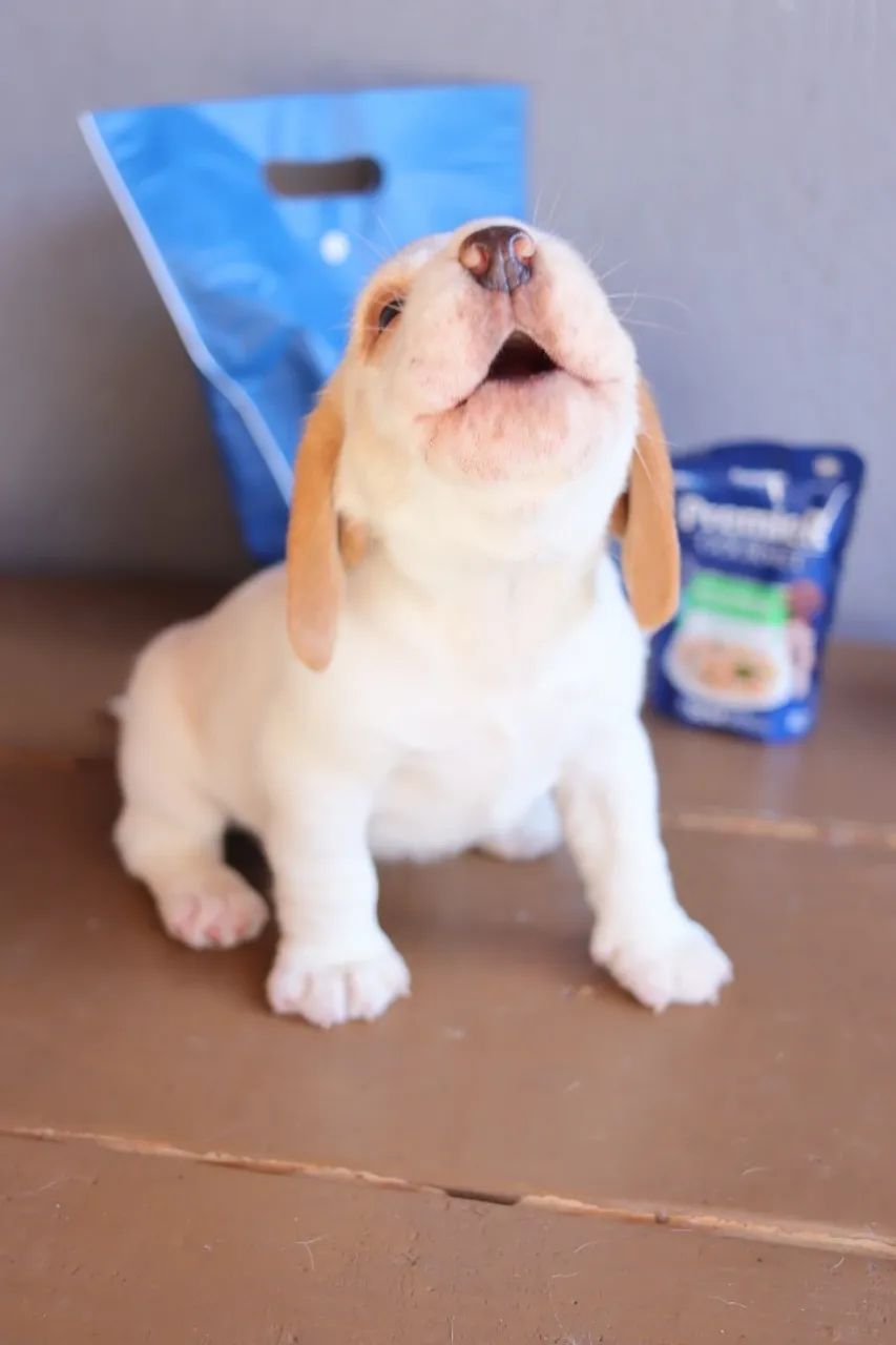 Filhote de beagle bicolor e tricolor macho e fêmea 
