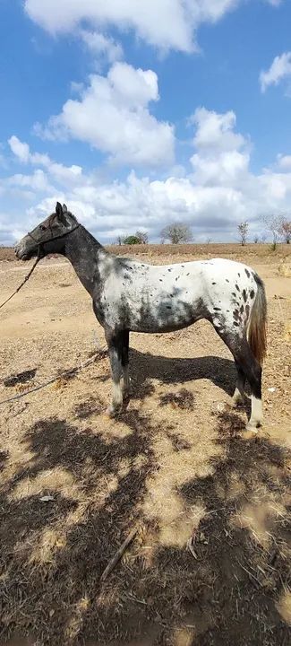 Potro marchador - Pelagem linda e dócil! - Foto 2