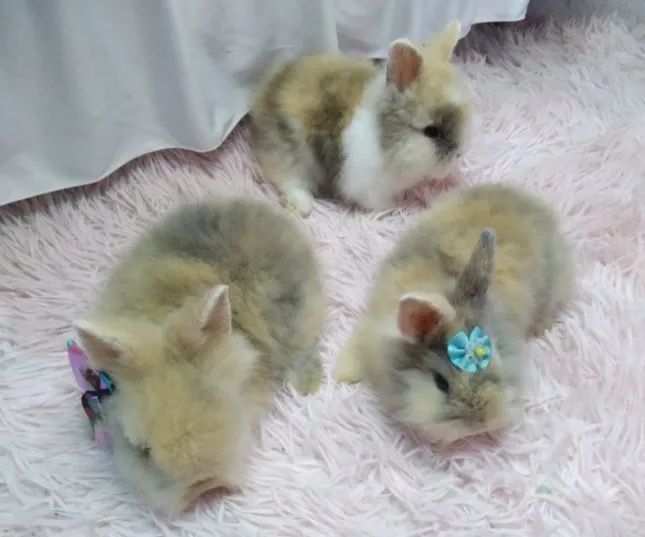 Coelhos Teddy Filhotes