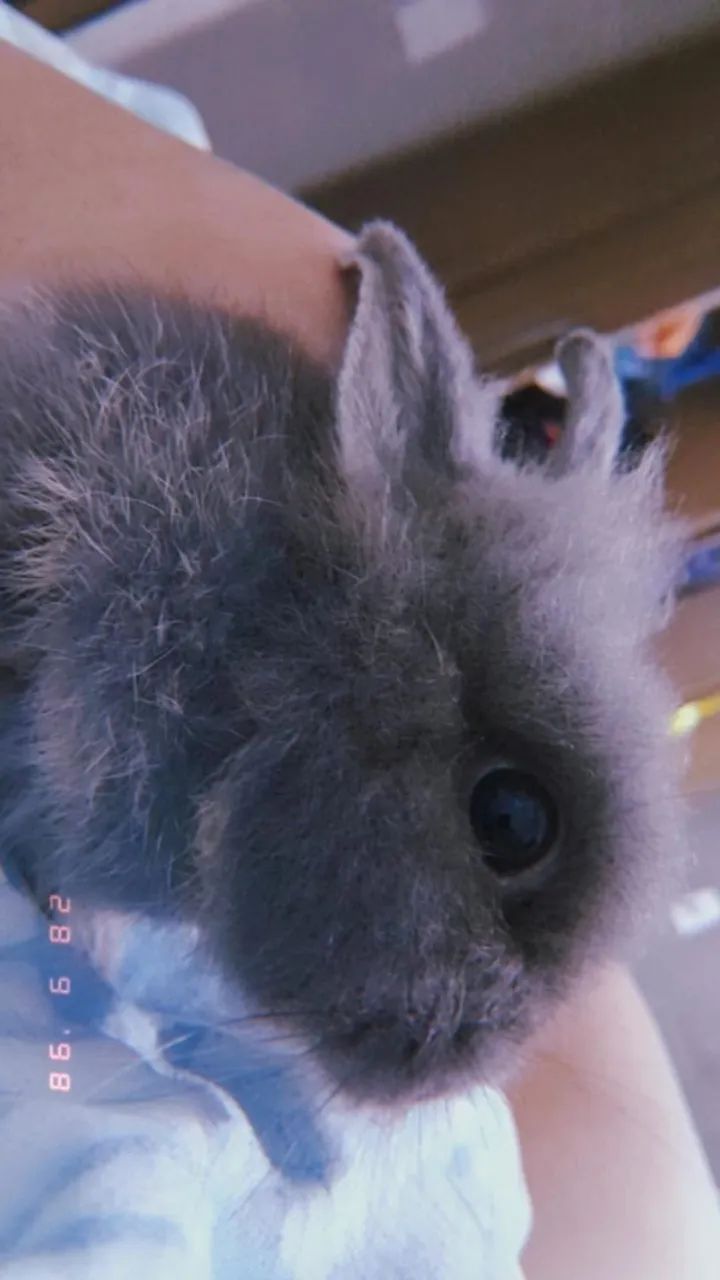 Mini coelha  - Foto 4