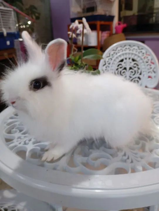 Mini coelho Teddy dwerg  - Foto 2