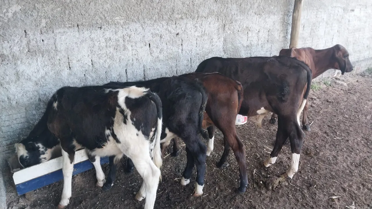 5 Bezerros para venda