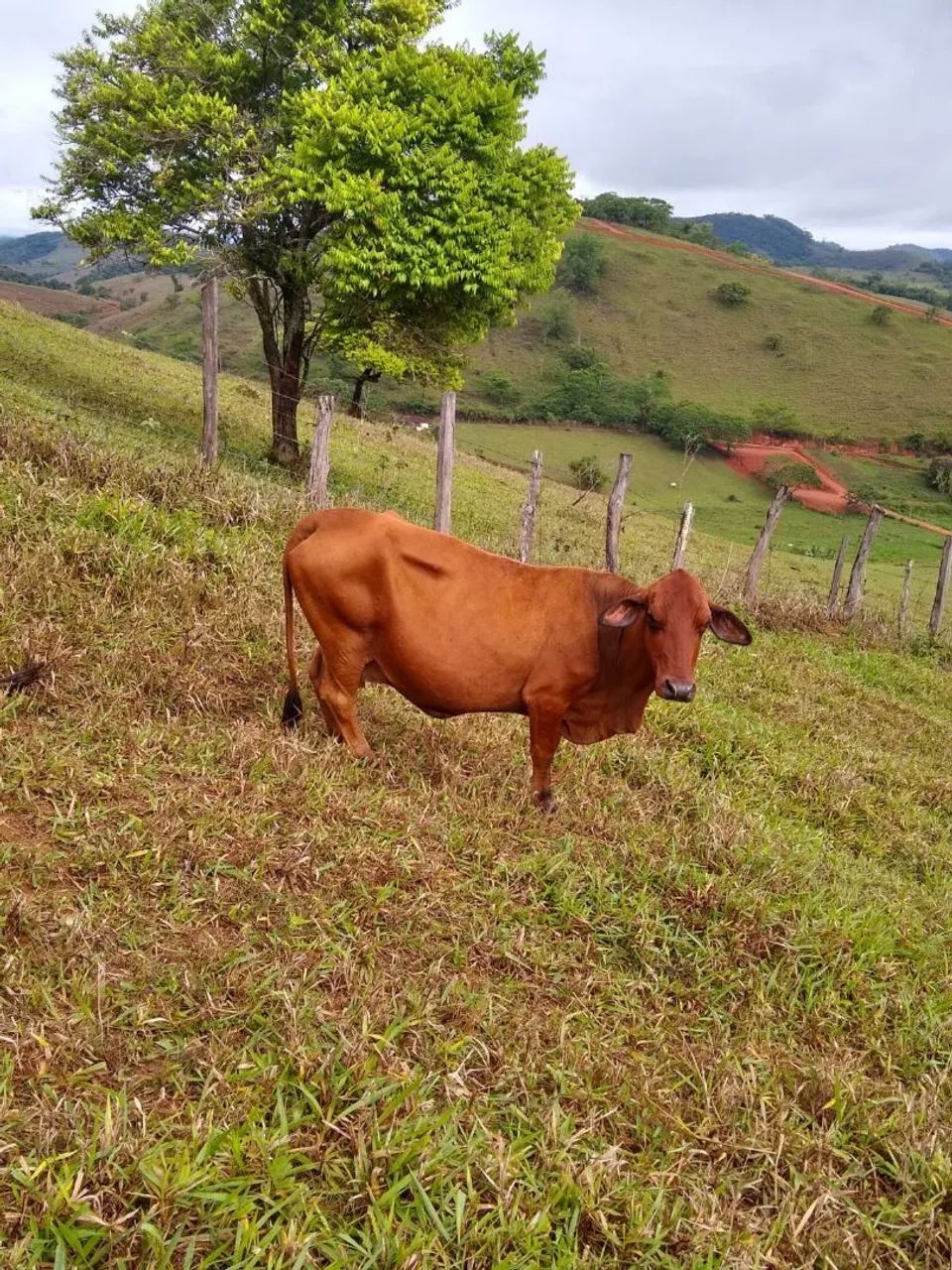mini vacas  - Foto 6