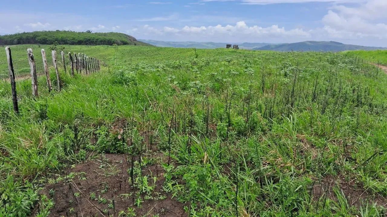 Excelente propriedade em Amaraji-PE