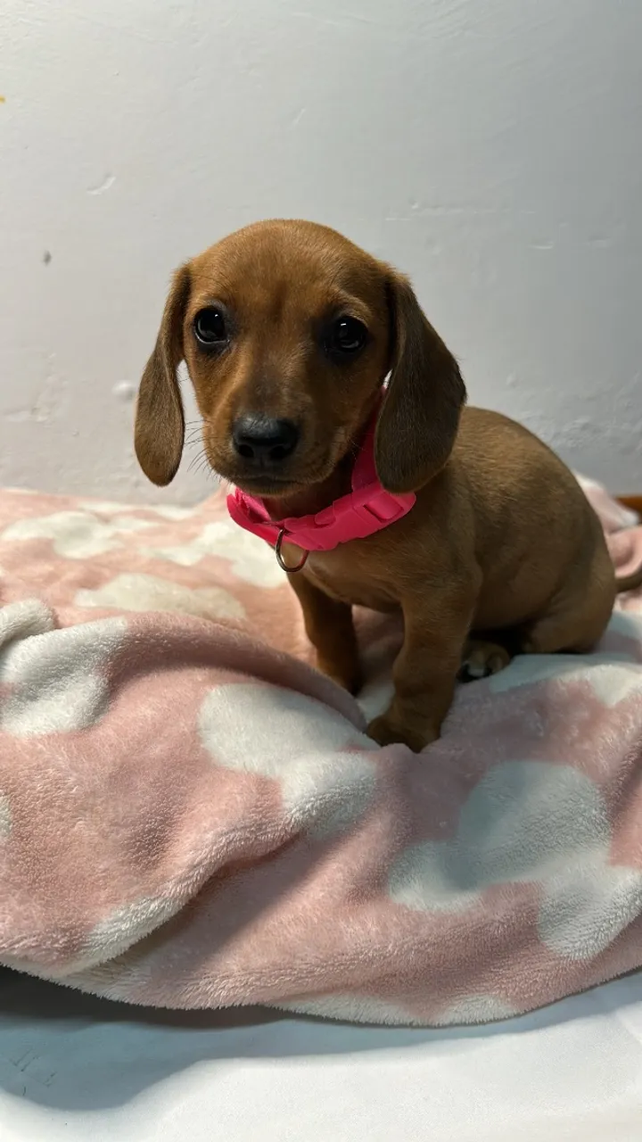 Filhotes salsichas/Dachshund