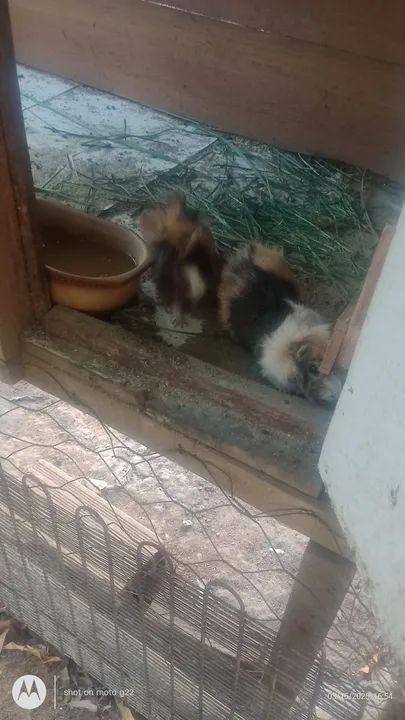 Vendo porquinho da índia macho ou troco um pôr uma fêmea  - Foto 3