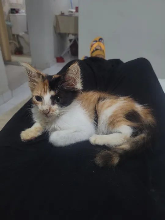 Gatinha filhote para adoção responsável - Foto 2