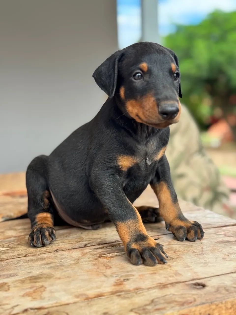 Dobermans machos e fêmeas  - Foto 3