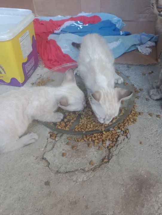 Dois gatinhos brancos fofinhos para adoção - Foto 2