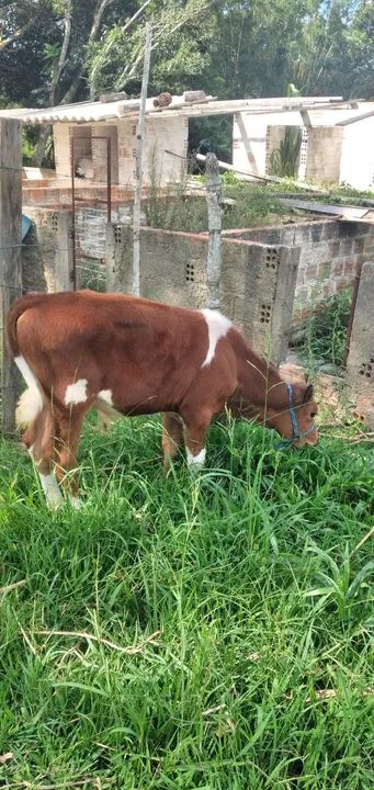 Vaca Jersey para venda - Foto 4