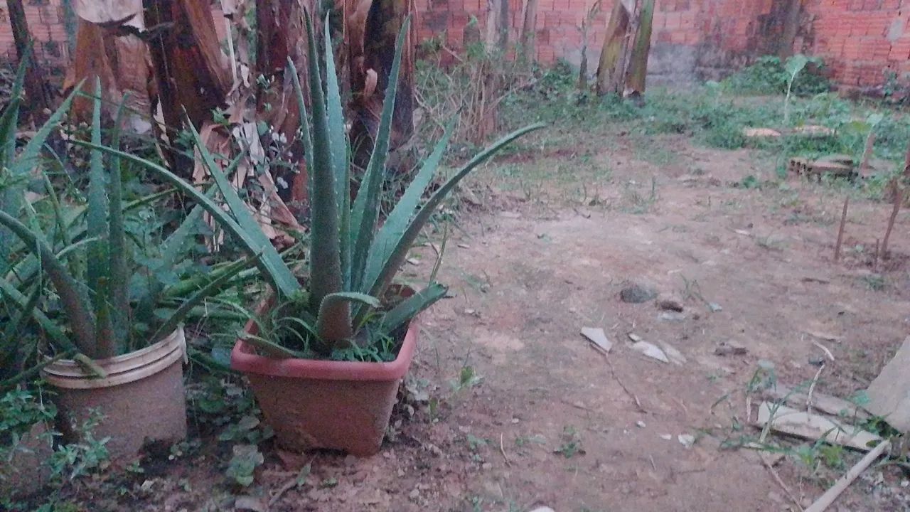 Mudas de babosa gigante 