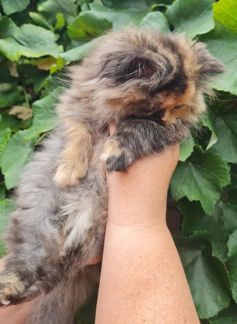 Persa Fêmea  - Foto 4