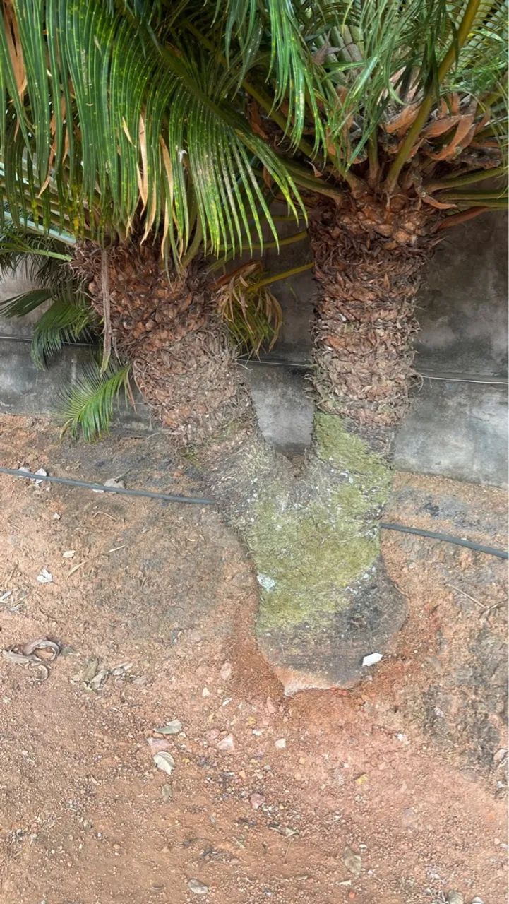 Cycas Circinalis Adultas Mais Bonitas da OLX - Foto 5