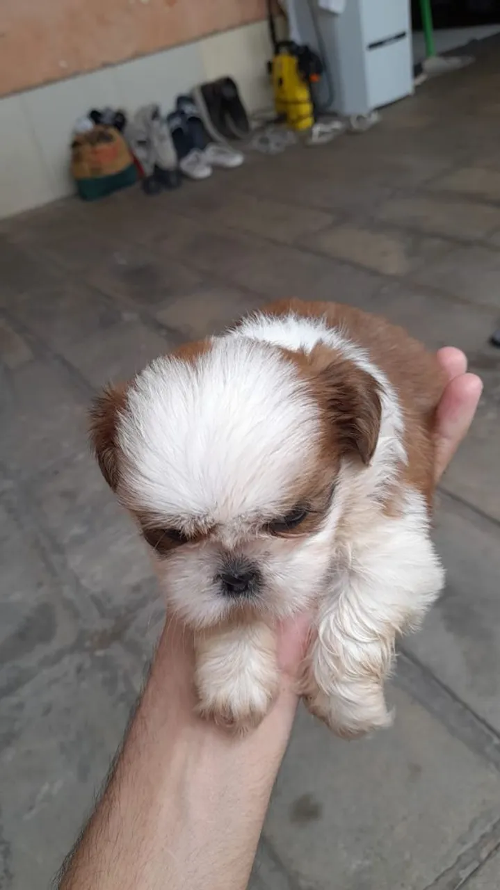 Filhote Shih Tzu