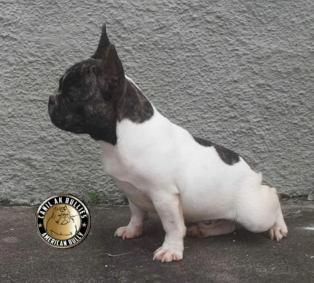 Filhote de Bulldog Francês - Linda pelagem