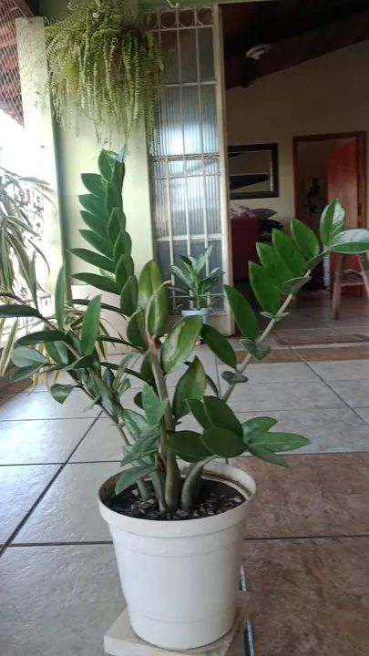 Plantas de Zamioculcas e outras .