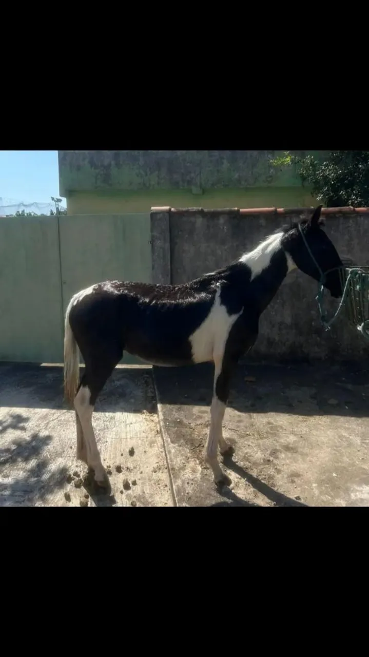 Cavalos a venda